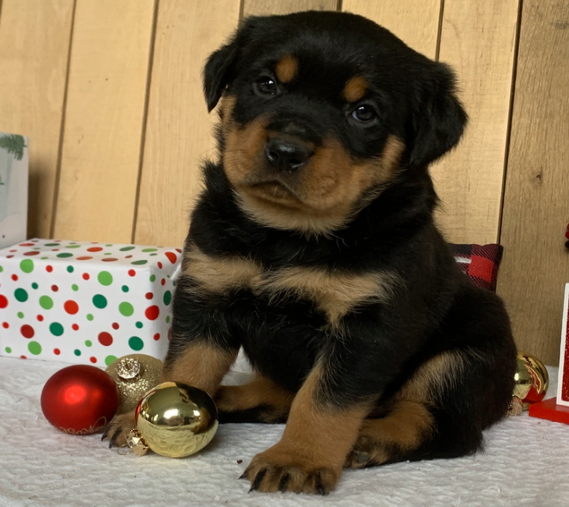 comprar cachorros sanos, baratos y asequibles para la venta